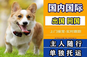 昆明市宠物托运公司昆明市宠物托运公司昆明市宠物托运公司