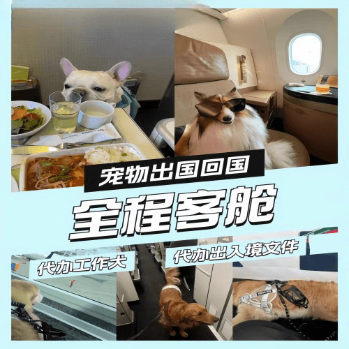 昆明市宠物托运到白俄罗斯宠物入境规定和要求